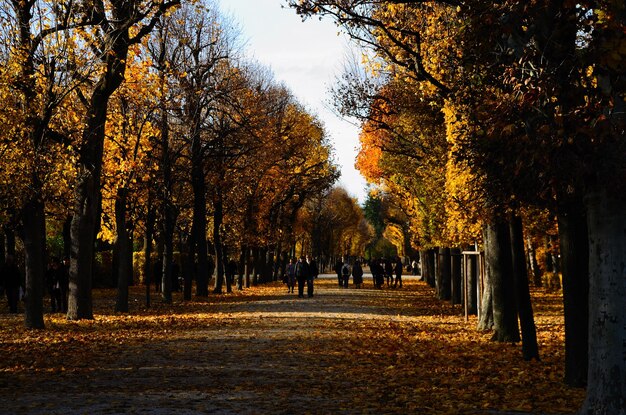 Caminhe no parque do castelo viena