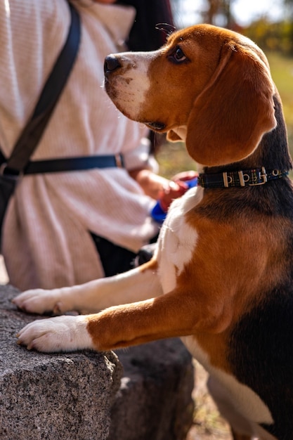 Caminhe pela floresta de outono com folhagem colorida brilhante, jovem cachorro beagle descansando in nat ...