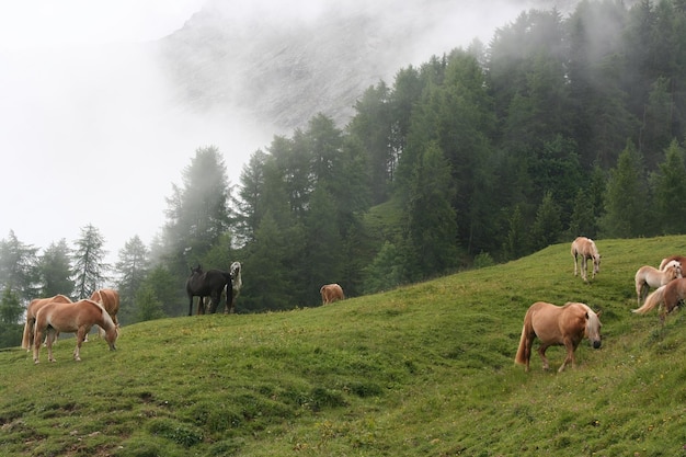 Caminhe pelas Dolomitas italianas