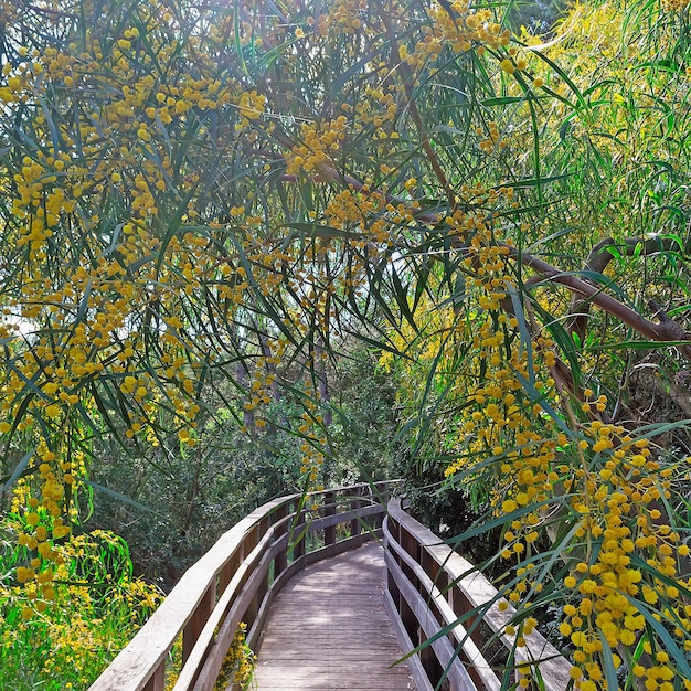 Caminhe pelo caminho através de flores de mimosa