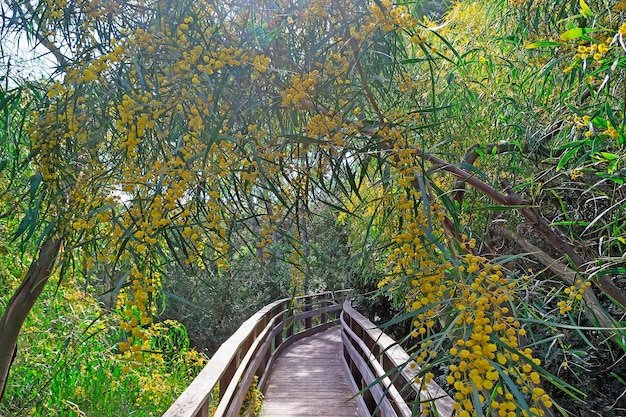 Caminhe pelo caminho através de flores de mimosa