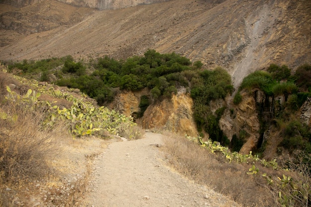 Caminhe pelo Colca Canyon seguindo a rota de Cabanaconde ao Oasis