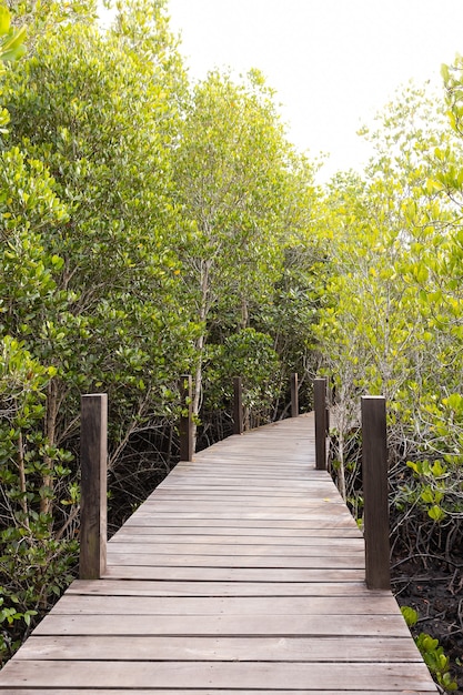 Caminho a pé de madeira em floresta de rhizophora apiculata blume em área de mangue vermelho, árvore especial com raiz de suporte ou contraforte e também para aeração