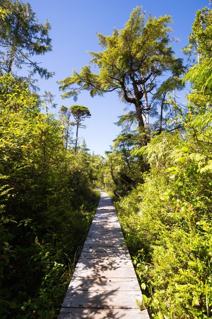 Caminho a pé na floresta durante um dia de verão ensolarado vibrante