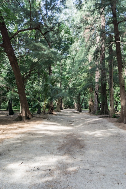 Caminho a pé na floresta e areia da praia em dia de sol