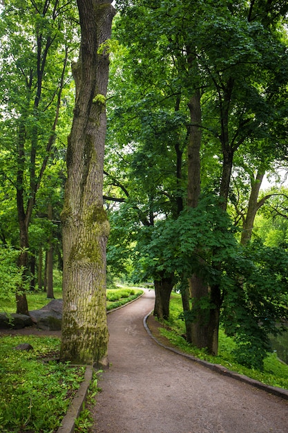 Caminho a pé no parque com grandes árvores