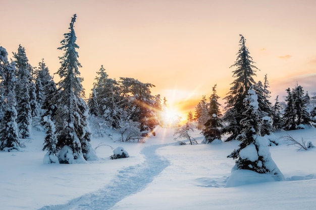 Caminho a pé pela floresta de inverno paisagem com floresta polar de inverno e raios de sol brilhantes nascer do sol na bela floresta de neve beco na floresta de inverno ao amanhecer