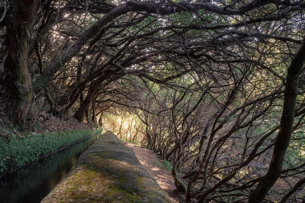 Caminho ao longo de uma calha de pedra com água corrente na montanha entre floresta densa Madeira Portugal