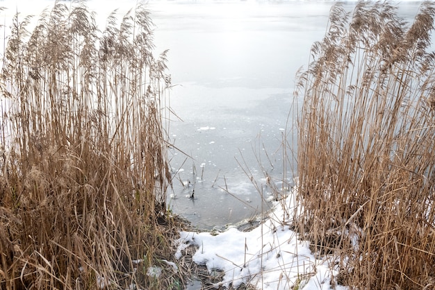 Caminho até a beira da água através da grama seca na margem do lago congelado no inverno