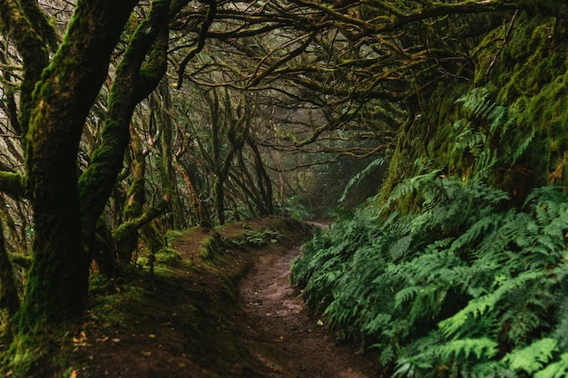Caminho através da densa floresta de louro ou laurisilva laurissilva na ilha espanhola de Tenerife perto de Anaga