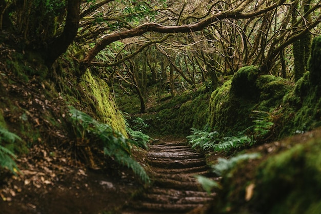 Caminho através da densa floresta de louro ou laurisilva laurissilva na ilha espanhola de Tenerife