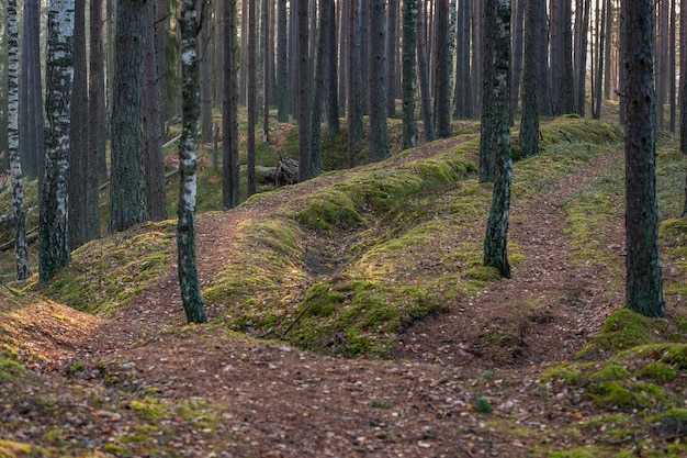 Foto caminho através da floresta de outono estrada sinuosa parque nacional kemeri letônia