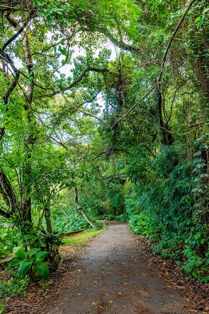 Caminho através da floresta tropical através das árvores no Rio de Janeiro