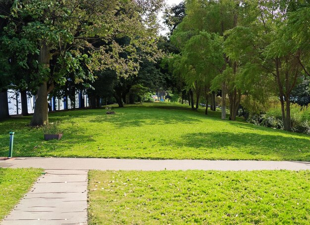 Foto caminho através de um parque com árvores verdes