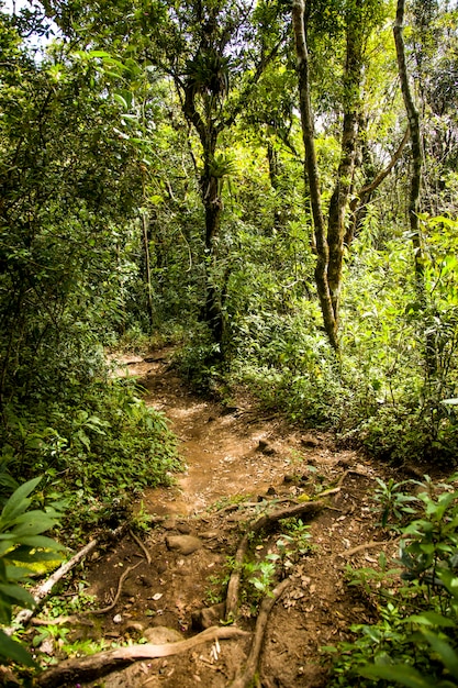 Foto caminho através de uma floresta tropical