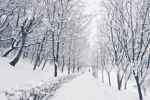 Caminho coberto de neve em meio a árvores nuas