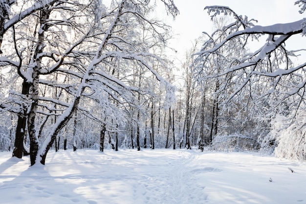 Caminho coberto de neve no parque florestal no inverno