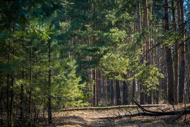 Caminho coberto de vegetação na floresta de pinheiros