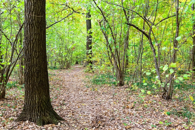 Caminho coberto por folhas caídas na floresta de outono