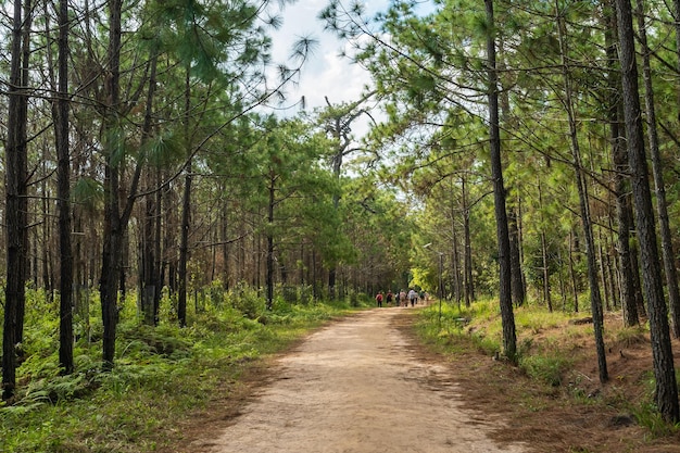 Caminho com floresta de pinheiros no Parque Nacional Phu Kradueng, província de Loei, Tailândia