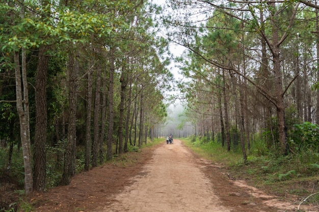 Caminho com floresta de pinheiros no Parque Nacional Phu Kradueng, província de Loei, Tailândia