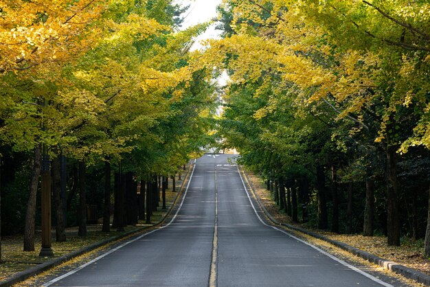 Caminho da estrada da árvore Ginkgo com lindas folhas caídas