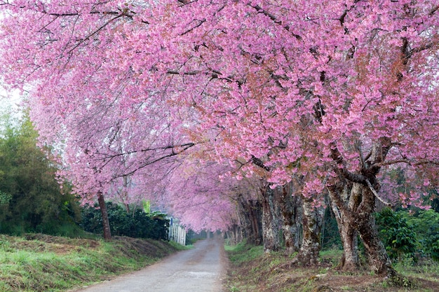 Caminho da flor de cerejeira em ChiangMai Tailândia