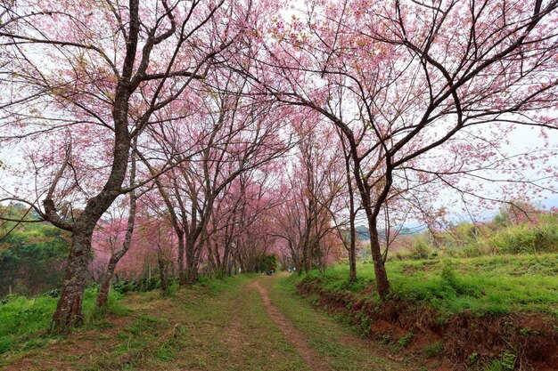 Caminho da flor de cerejeira em Khun Wang ChiangMai Tailândia