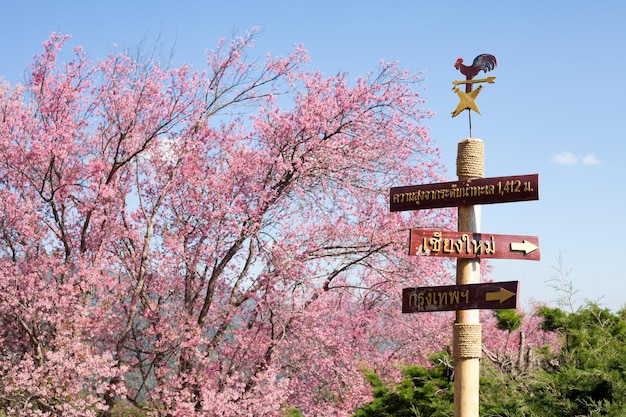 Caminho da flor de cerejeira em Khun Wang ChiangMai Tailândia