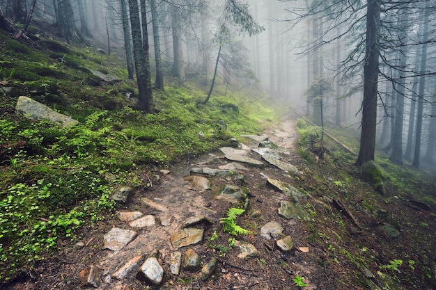 Caminho da floresta através da névoa leve da floresta pesada e linha de samambaias