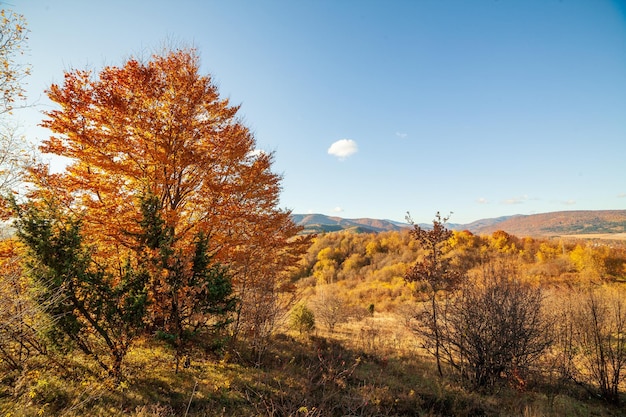 Caminho da floresta de outono com belas cores As montanhas dos Cárpatos variam na Ucrânia