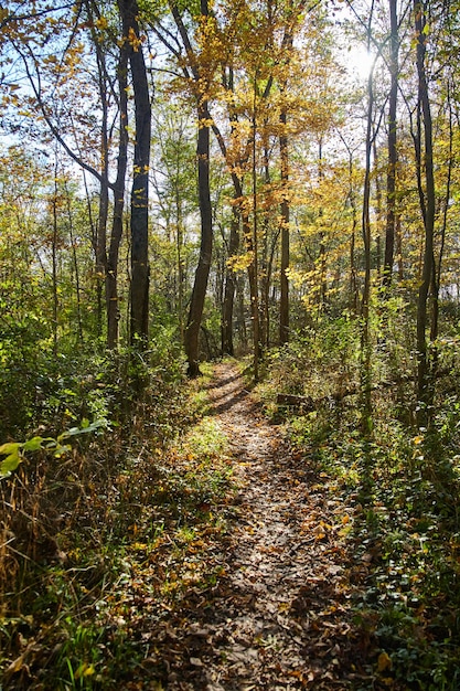 Foto caminho da floresta de outono na floresta estadual do rio salamonie