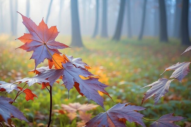 Caminho da floresta de outono Árvore de cor laranja folhas de bordo marrom vermelho no parque da cidade de outono Escena da natureza no nevoeiro do pôr-do-sol Floresta em paisagens cênicas Sol brilhante Nascer de um dia ensolarado
