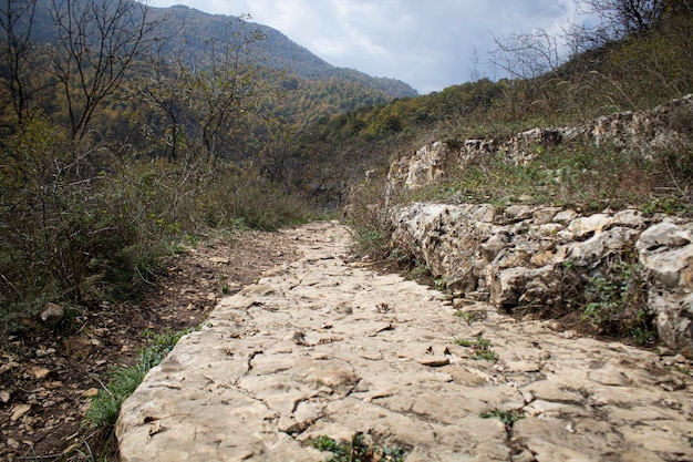 Caminho da floresta e folhas de outono