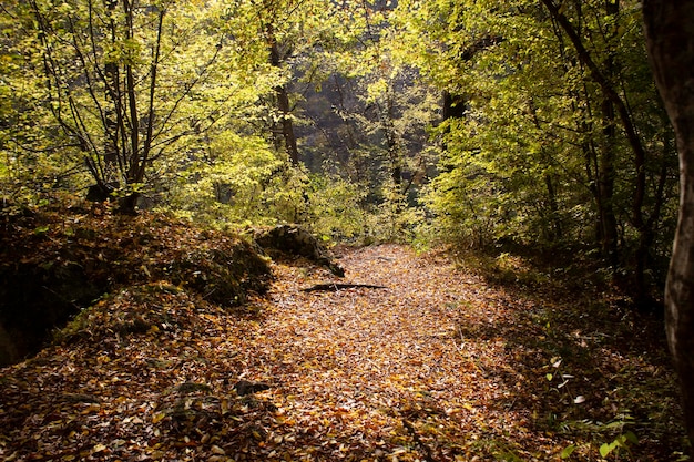 Caminho da floresta e folhas de outono