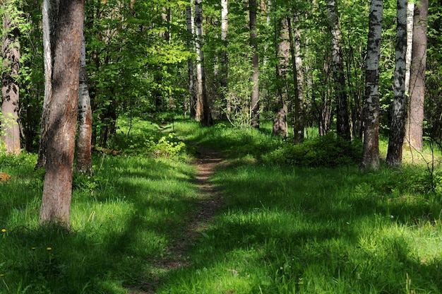 Caminho da floresta em uma manhã de verão, região de Moscou, Rússia