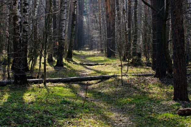 Caminho da floresta em uma manhã ensolarada de primavera região de Moscou Rússia