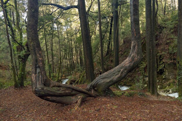 Caminho da floresta paralelo ao rio da Fraga