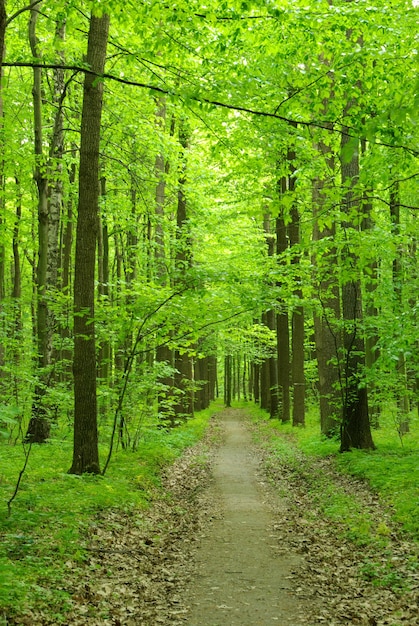 Caminho da floresta pela manhã