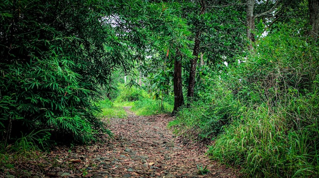 Caminho da floresta verde longe