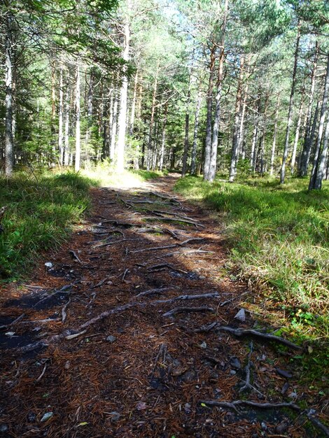 Foto caminho da floresta