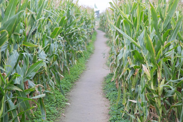 Caminho da terra através do campo de milho, Espanha