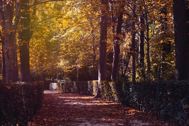 Caminho das folhas caídas em um parque no outono. Folhas caídas. Luzes e sombras. Foco seletivo.