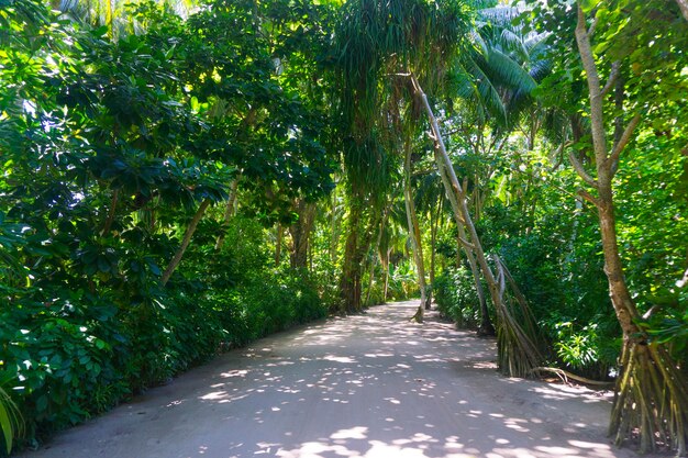 Caminho de areia através de plantas verdes tropicais