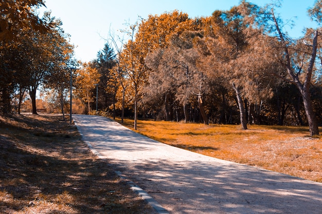 Caminho de areia entre as árvores do parque em um dia de outono. Copie o espaço. Foco seletivo.
