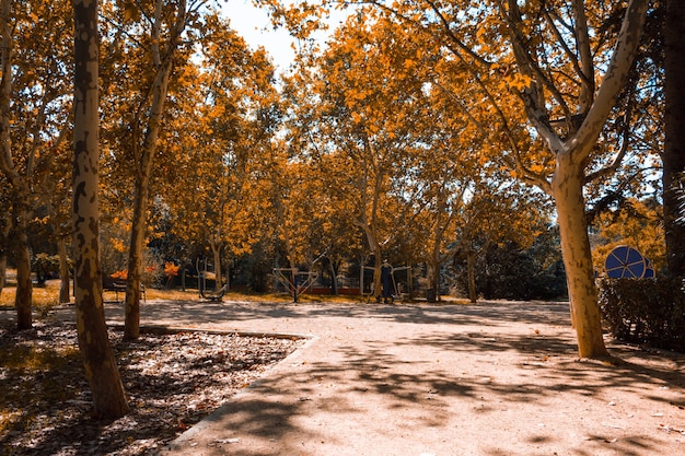 Caminho de areia entre as árvores do parque em um dia de outono. Copie o espaço. Foco seletivo.