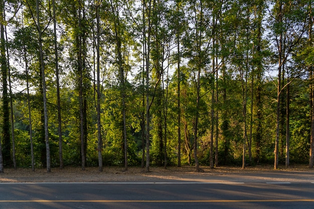 Caminho de árvore e estrada