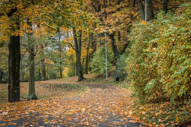 Caminho de árvores e folhas na floresta de outono. Cair. Riga. Letônia.