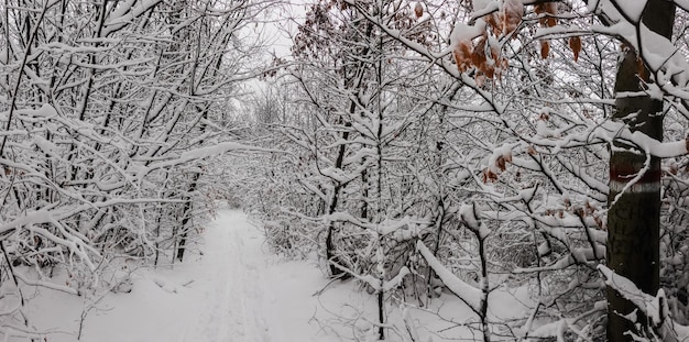 Caminho de caminhada com muita neve nos galhos de árvores e arbustos no panorama da floresta