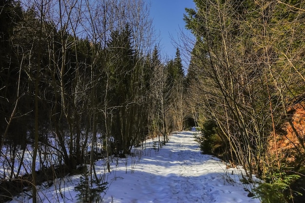 Caminho de caminhada com neve em uma floresta com céu azul